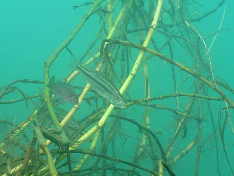 Dimidiochromis compressiceps 'Chiofu'